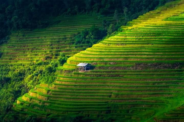 Ngoc Thuy Diem Dung Chan Len Doi Mam Xoi Mu Cang Chai