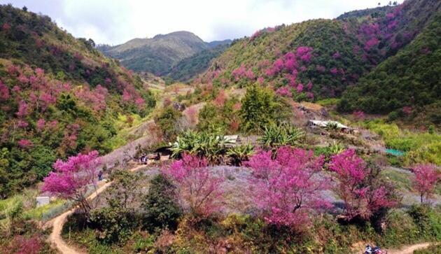Ngoc Thuy Diem Dung Chan Len Doi Mam Xoi Mu Cang Chai